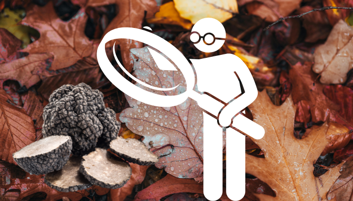 L'environnement trufficole